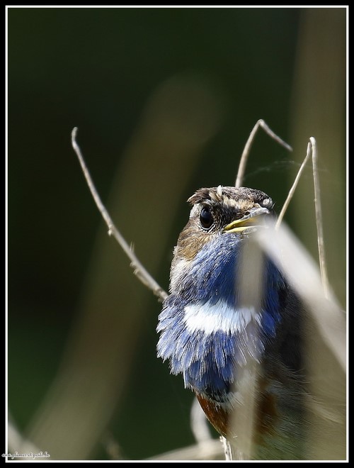 Gorgebleue à miroir